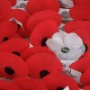 WhitePoppy WhitePoppy